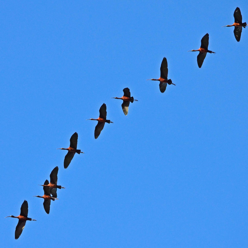 Glossy ibis fly over the lake