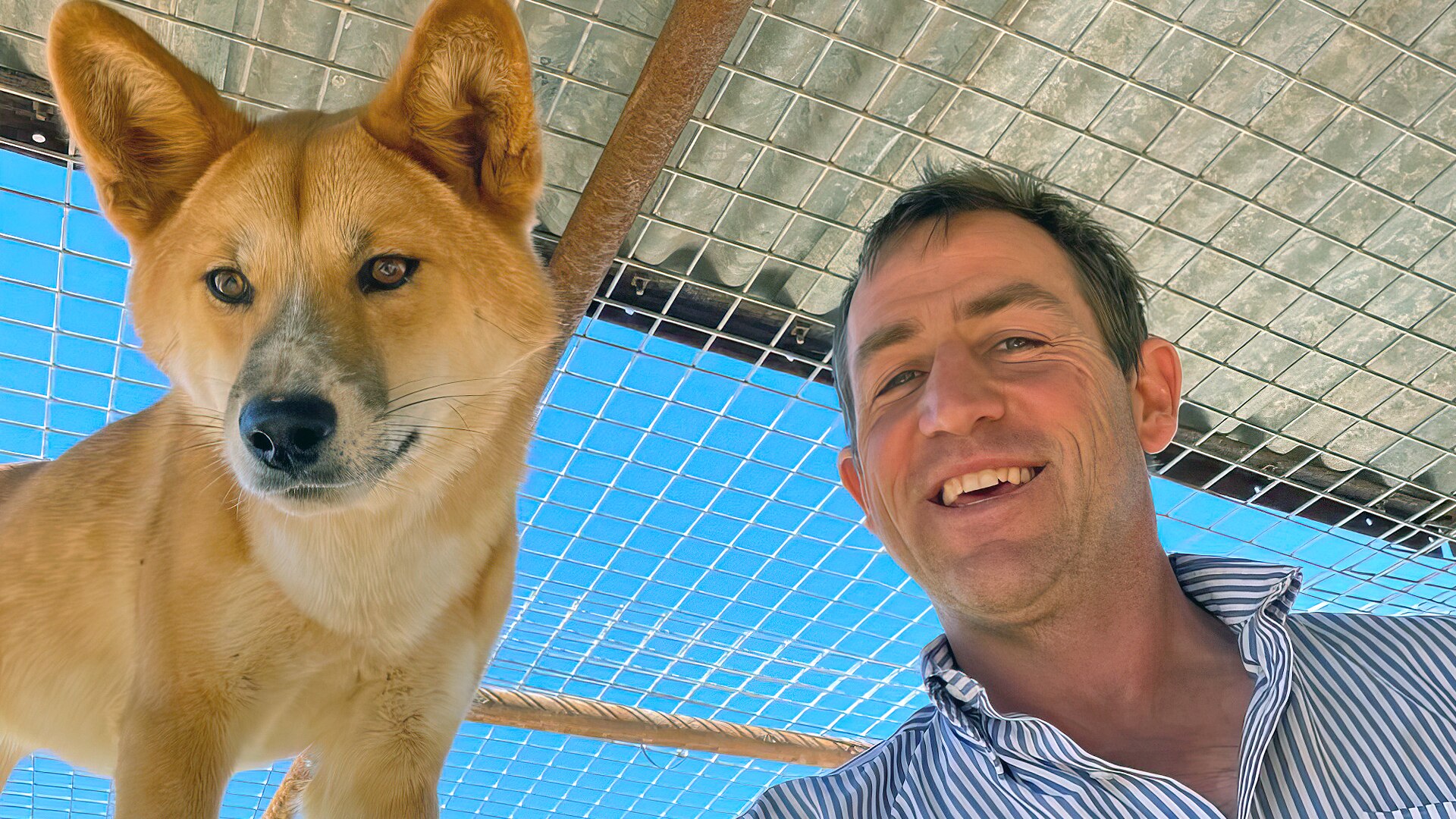 Do dingoes make good pets? - ABC listen