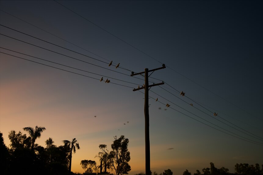 Power line with birds at sunset