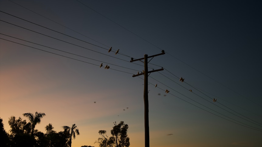 Power line with birds at sunset.
