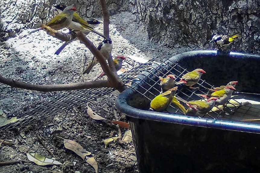 A number of birds gather around a tub of water.