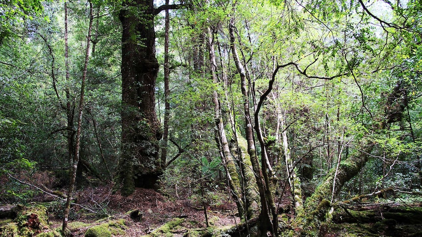 Tarkine forest, Tasmania, November 2018.