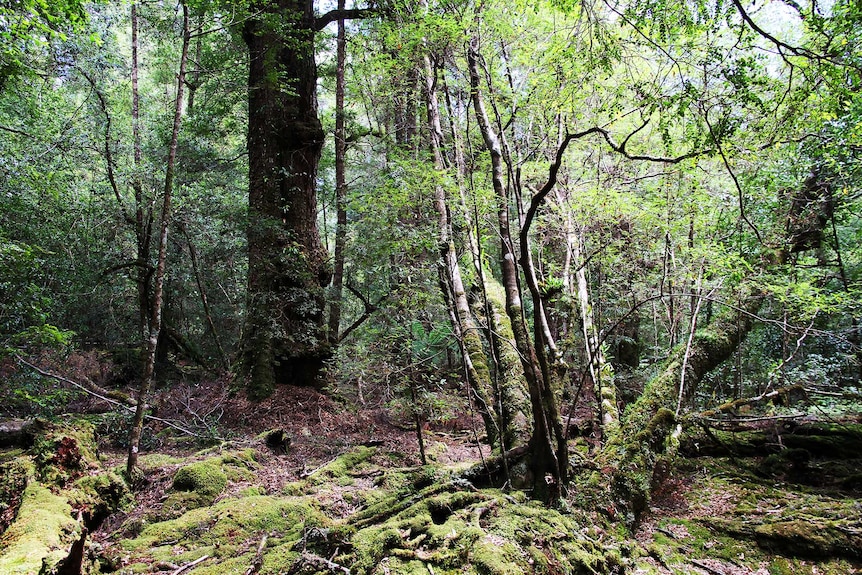 Tarkine forest, Tasmania, November 2018.