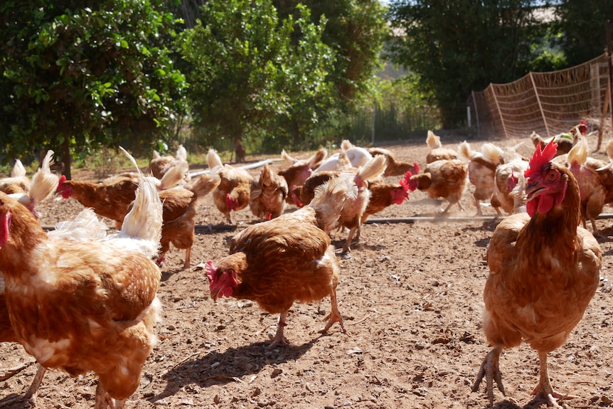 free-range chickens roam in the dirt