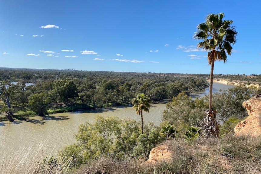 A wide sweeping river with trees, cliffs and shrubs either side, blue skies, palm trees, few clouds.