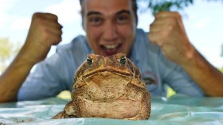 Jordy Groffen and his racing toad 'Katie' getting prepared for Australia Day cane toad racing at the local pub