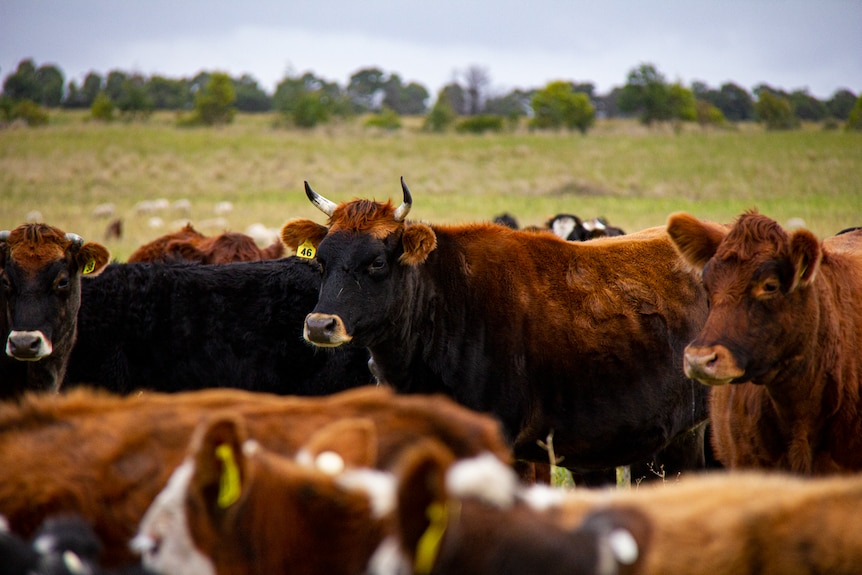 A paddock full of red and black cows