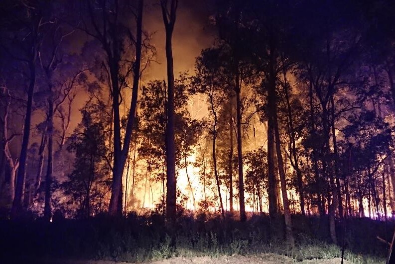 森林中的树木燃起大火