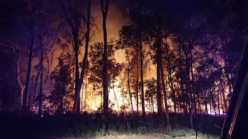 fire illuminating behind forest of trees in the dark