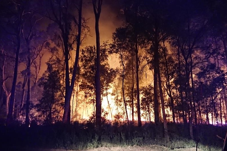 fire illuminating behind forest of trees in the dark