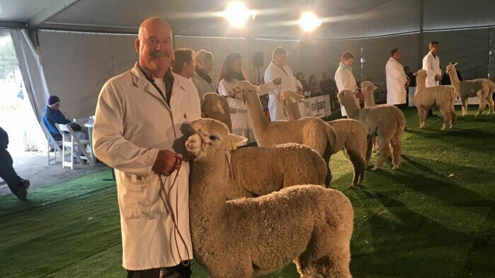 Chris Williams, Mount Compass, showing his alpacas at the National Alpaca Show and Sale.
