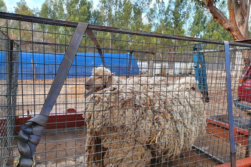 A feral sheep with 19kg of wool sits on ute tray