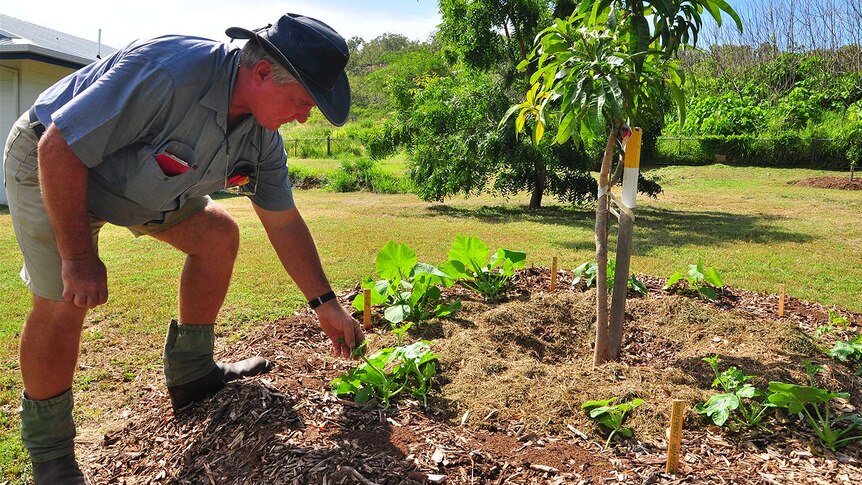 George Ernst from Tagai TAFE inspects one of his gardens