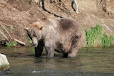 A big brown bear standing in knee deep water 