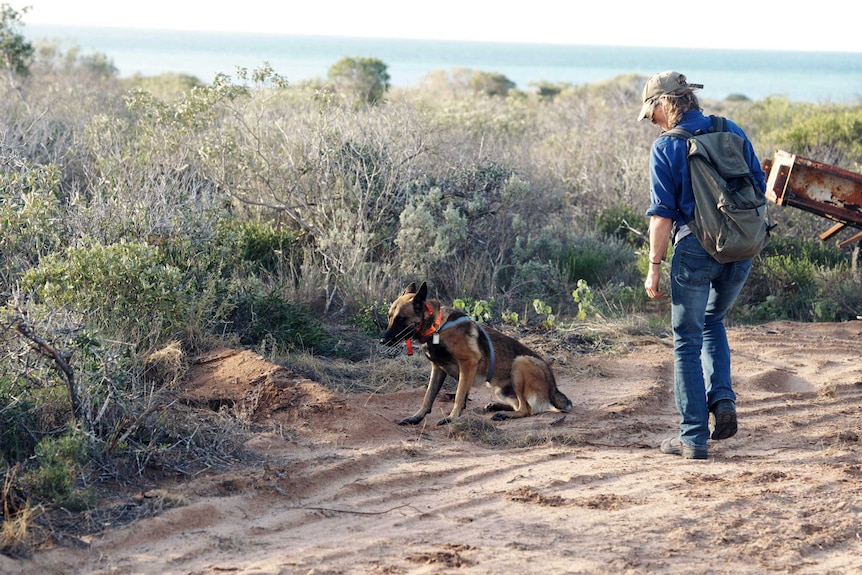 A woman with backpack and cap on, walks in the bush with a cat detection dog.