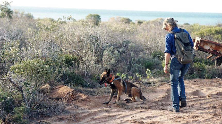 A woman with backpack and cap on, walks in the bush with a cat detection dog.