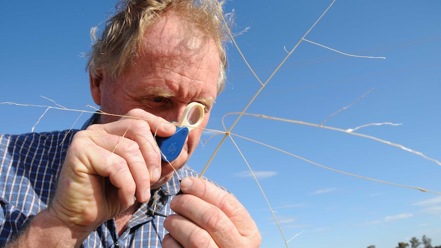 Ecologist Phil Spark examines one of the rare grasses, Digitaria porrecta, found along the stock routes