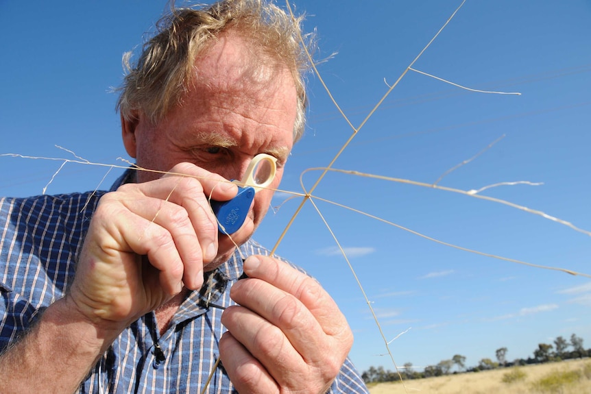 Ecologist Phil Spark examines one of the rare grasses, Digitaria porrecta, found along the stock routes