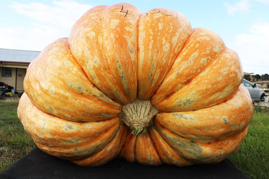 A giant pumpkin sits proudly on a platform outside. It has 455.5 written on top
