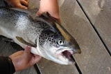 Handling salmon