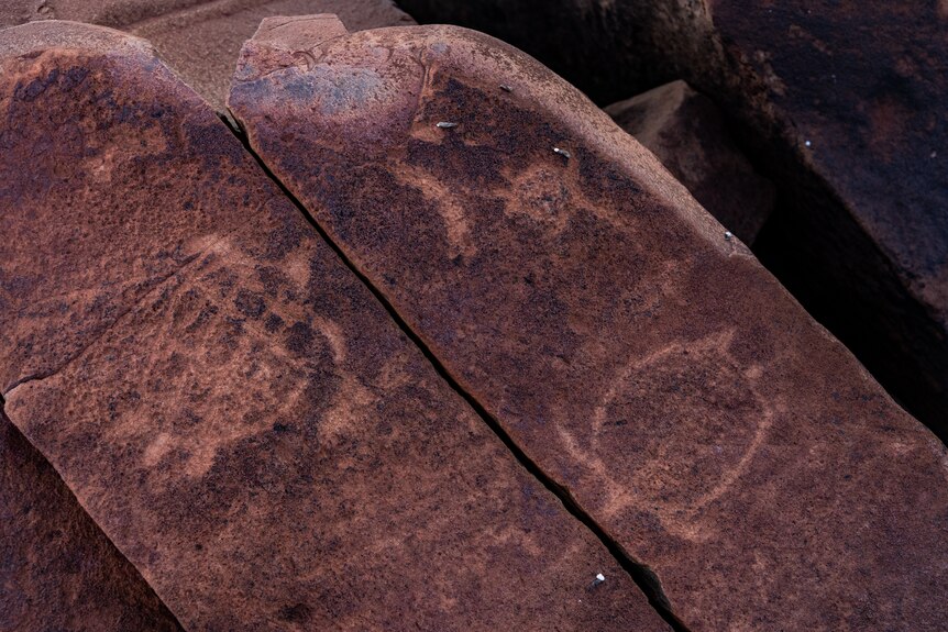 Rock art at Murujuga shows two turtles swimming in opposite directions.