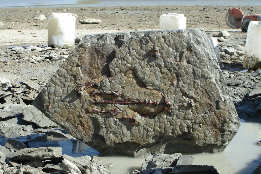 Fossil of giant penguin in rock