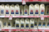 milk on shelves in the supermarket