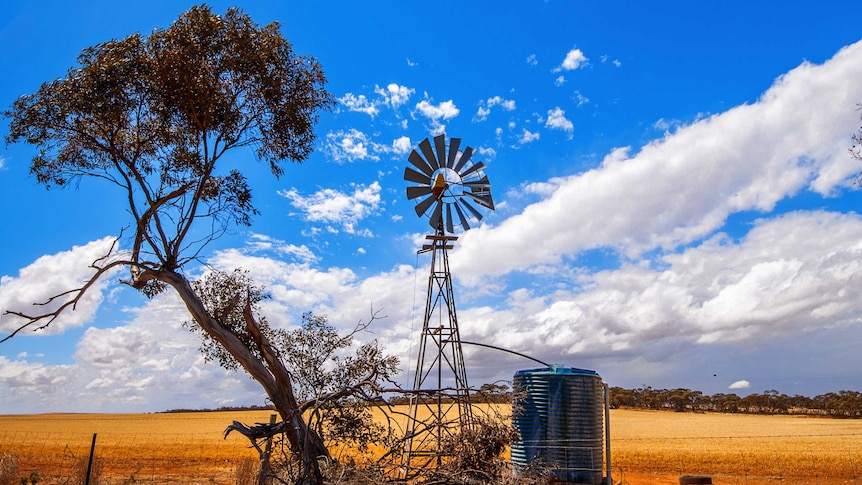 Eucalyptus tree, scrubs and wind-powered pump on a farm field in Australia.