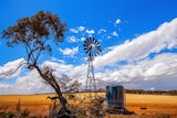 Eucalyptus tree, scrubs and wind-powered pump on a farm field in Australia.