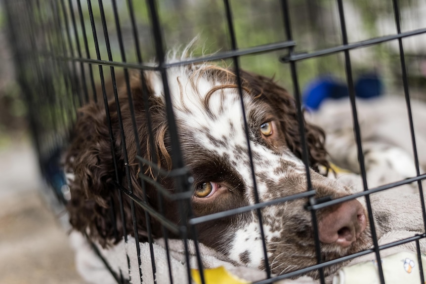 A brown and white dog in a travel crate.