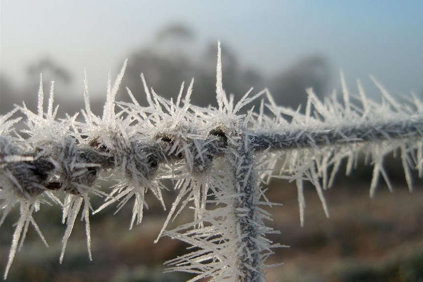Frost on fence