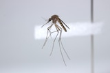An airborne mosquito.