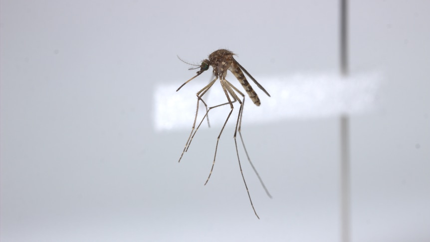 An airborne mosquito.