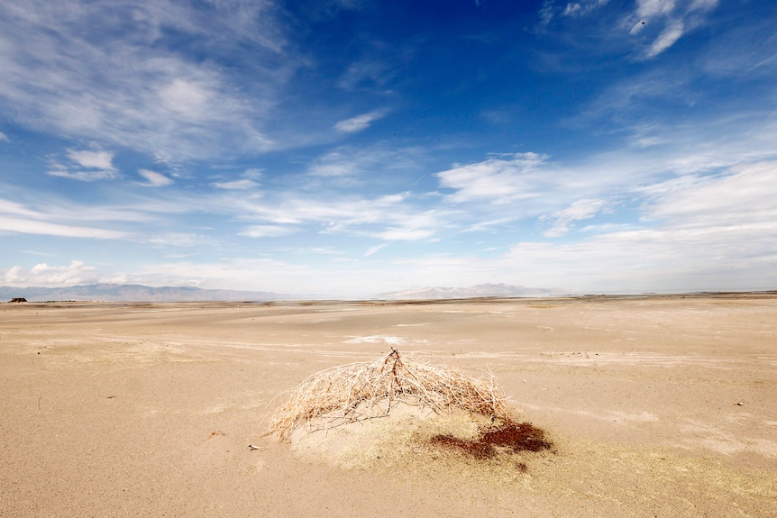 A tumble weed sits on a mud flat covered in plain dirt and sand.