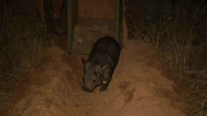 Northern hairy-nosed wombats released at St. George have survived flooding