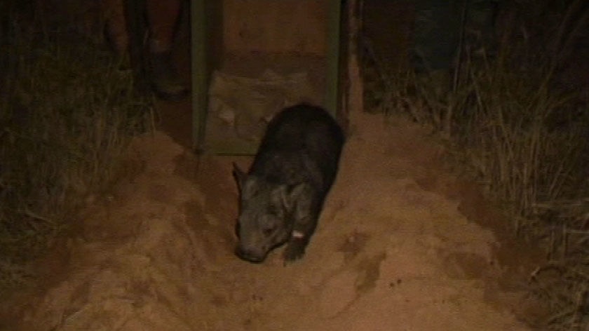 One of the northern hairy-nosed wombats relocated to a nature reserve near St.George in south west Queensland has died