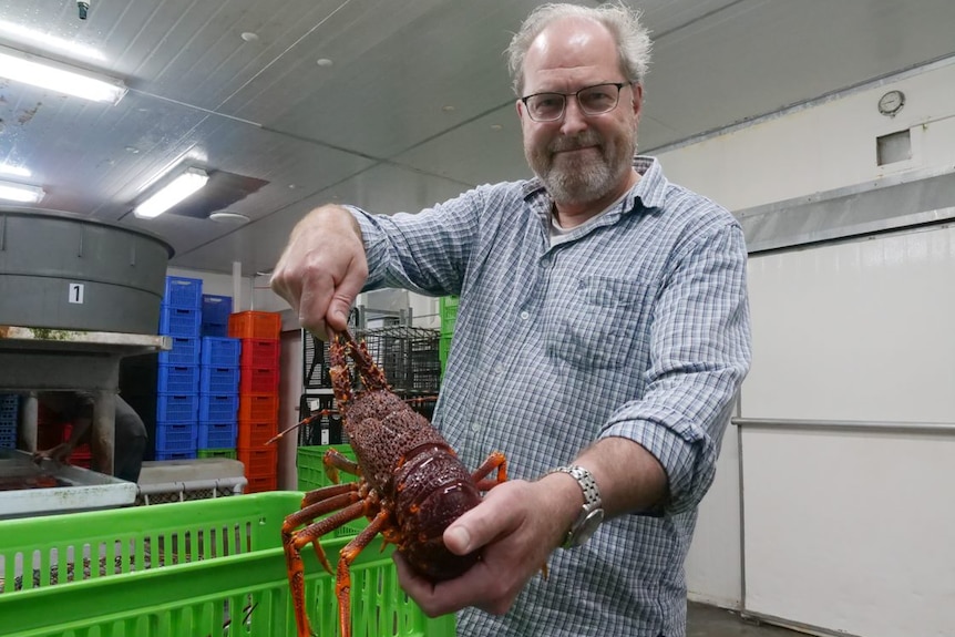 A man in a room holds a rock lobster towards the camera.