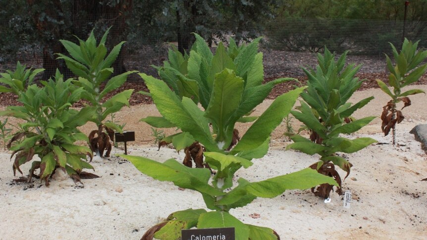 A native Australian green plant not in bloom.