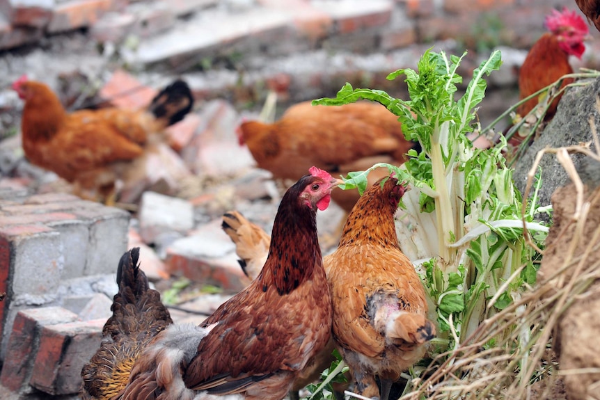 Chickens in south-west China