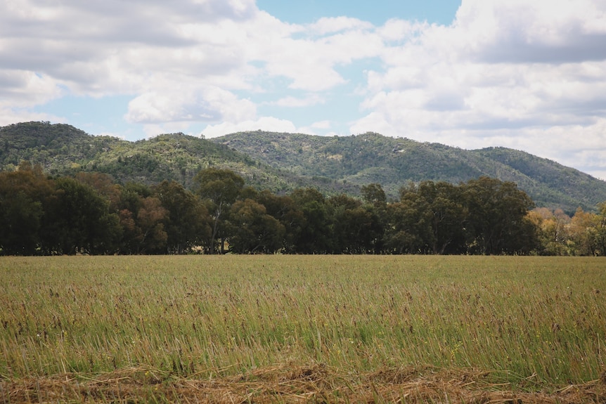 Crops in paddock with hills in background