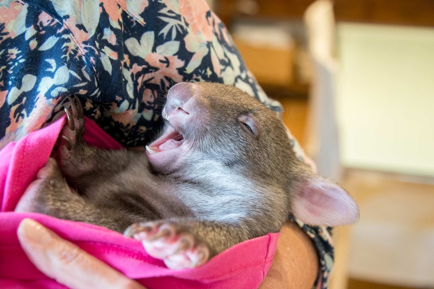 Wombat joey yawning