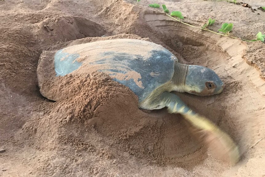 A turtle nest on the sand.
