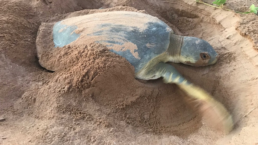 A turtle nest on the sand.