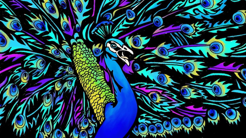 A colourful graphic of a peacock with its tail out.
