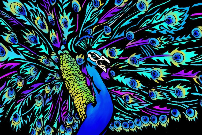 A colourful graphic of a peacock with its tail out.
