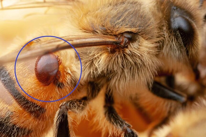A microscopic close-up of a bee with a mite on it.