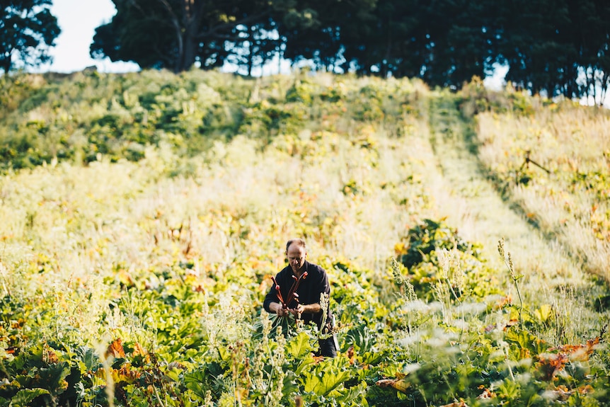 A man at work in a rhubarb field.