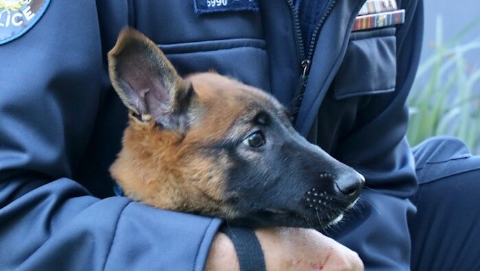 New WA Police 'Swiss Army dogs' preparing to sink teeth into drugs and ...