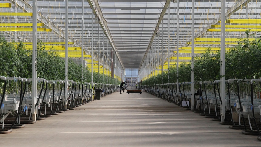 Rows of hydroponic tomatoes 