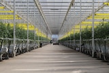 Rows of hydroponic tomatoes 
